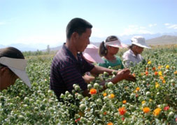 紅花を摘む少女と農場主