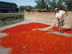 収穫した紅花を乾燥させる様子