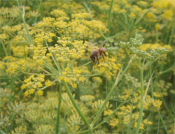 茴香畑を飛ぶ蜂